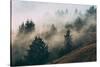 Summer Fog Impressions, Mount Tamalpais, Northern California-Vincent James-Stretched Canvas