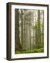Summer Forest II-Dianne Poinski-Framed Photographic Print
