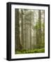 Summer Forest II-Dianne Poinski-Framed Photographic Print