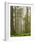 Summer Forest II-Dianne Poinski-Framed Photographic Print