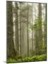 Summer Forest II-Dianne Poinski-Mounted Photographic Print