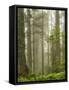 Summer Forest II-Dianne Poinski-Framed Stretched Canvas