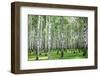 Summer Forest in Sunny Weather-LeniKovaleva-Framed Photographic Print
