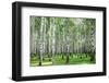 Summer Forest in Sunny Weather-LeniKovaleva-Framed Photographic Print