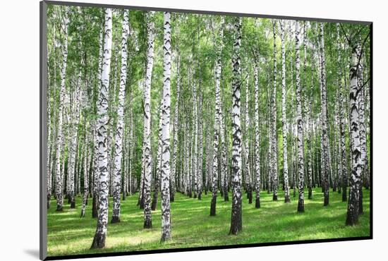Summer Forest in Sunny Weather-LeniKovaleva-Mounted Photographic Print