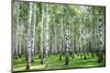 Summer Forest in Sunny Weather-LeniKovaleva-Mounted Photographic Print