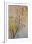 Summer Fruits-Doug Chinnery-Framed Photographic Print