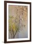 Summer Fruits-Doug Chinnery-Framed Photographic Print