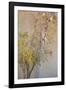 Summer Fruits-Doug Chinnery-Framed Photographic Print