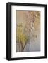 Summer Fruits-Doug Chinnery-Framed Photographic Print