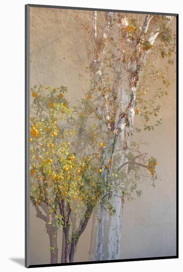 Summer Fruits-Doug Chinnery-Mounted Photographic Print