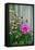 Summer garden flowers-Anna Miller-Framed Stretched Canvas