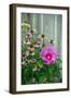 Summer garden flowers-Anna Miller-Framed Photographic Print