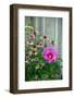 Summer garden flowers-Anna Miller-Framed Photographic Print