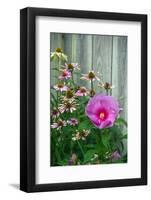 Summer garden flowers-Anna Miller-Framed Photographic Print