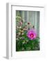 Summer garden flowers-Anna Miller-Framed Photographic Print