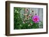 Summer garden flowers-Anna Miller-Framed Photographic Print