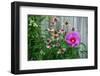 Summer garden flowers-Anna Miller-Framed Photographic Print