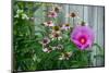 Summer garden flowers-Anna Miller-Mounted Photographic Print