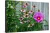 Summer garden flowers-Anna Miller-Stretched Canvas