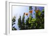 Summer Garden I-Alan Hausenflock-Framed Photographic Print