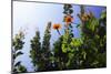 Summer Garden I-Alan Hausenflock-Mounted Photographic Print