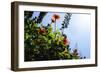 Summer Garden II-Alan Hausenflock-Framed Photographic Print