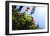 Summer Garden II-Alan Hausenflock-Framed Photographic Print