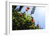 Summer Garden II-Alan Hausenflock-Framed Photographic Print