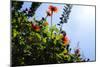 Summer Garden II-Alan Hausenflock-Mounted Photographic Print