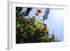 Summer Garden II-Alan Hausenflock-Framed Photographic Print