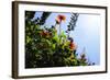 Summer Garden II-Alan Hausenflock-Framed Photographic Print