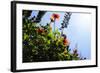 Summer Garden II-Alan Hausenflock-Framed Photographic Print