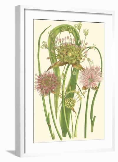 Summer Garden VI-Anne Pratt-Framed Art Print