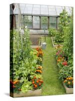 Summer Garden with Mixed Vegetables and Flowers Growing in Raised Beds with Marigolds, Norfolk, UK-Gary Smith-Stretched Canvas