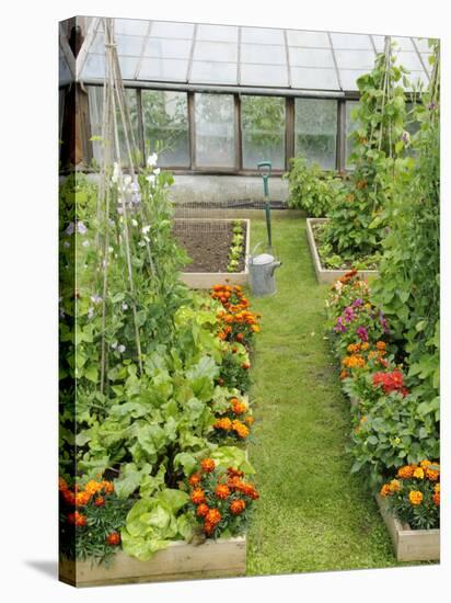 Summer Garden with Mixed Vegetables and Flowers Growing in Raised Beds with Marigolds, Norfolk, UK-Gary Smith-Stretched Canvas