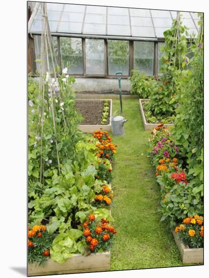 Summer Garden with Mixed Vegetables and Flowers Growing in Raised Beds with Marigolds, Norfolk, UK-Gary Smith-Mounted Premium Photographic Print