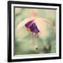 Summer Garden-John Harper-Framed Giclee Print