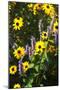 Summer Glory I-Alan Hausenflock-Mounted Photographic Print