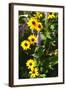 Summer Glory II-Alan Hausenflock-Framed Photographic Print