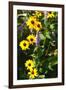 Summer Glory II-Alan Hausenflock-Framed Photographic Print