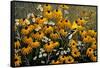 Summer Gold-Wilhelm Goebel-Framed Stretched Canvas