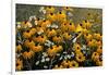 Summer Gold-Wilhelm Goebel-Framed Giclee Print