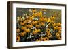 Summer Gold-Wilhelm Goebel-Framed Giclee Print