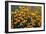 Summer Gold-Wilhelm Goebel-Framed Giclee Print