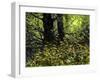 Summer Green-John Morrow-Framed Giclee Print