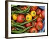 Summer Greenhouse Harvest of Tomatoes and Chillies in Rustic Trug, Norfolk, UK-Gary Smith-Framed Photographic Print