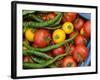 Summer Greenhouse Harvest of Tomatoes and Chillies in Rustic Trug, Norfolk, UK-Gary Smith-Framed Photographic Print