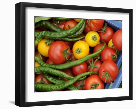 Summer Greenhouse Harvest of Tomatoes and Chillies in Rustic Trug, Norfolk, UK-Gary Smith-Framed Photographic Print