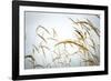 Summer Harvest-Andrew Geiger-Framed Giclee Print